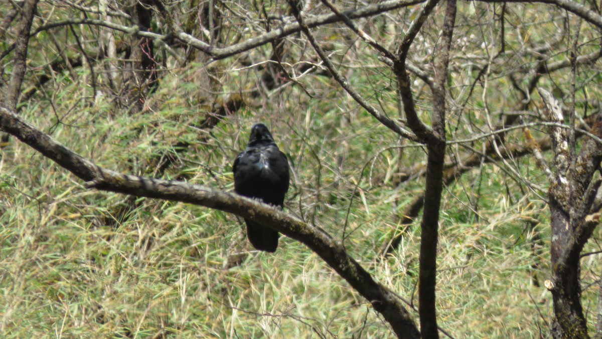 Large-billed Crow - Mitra Daneshvar