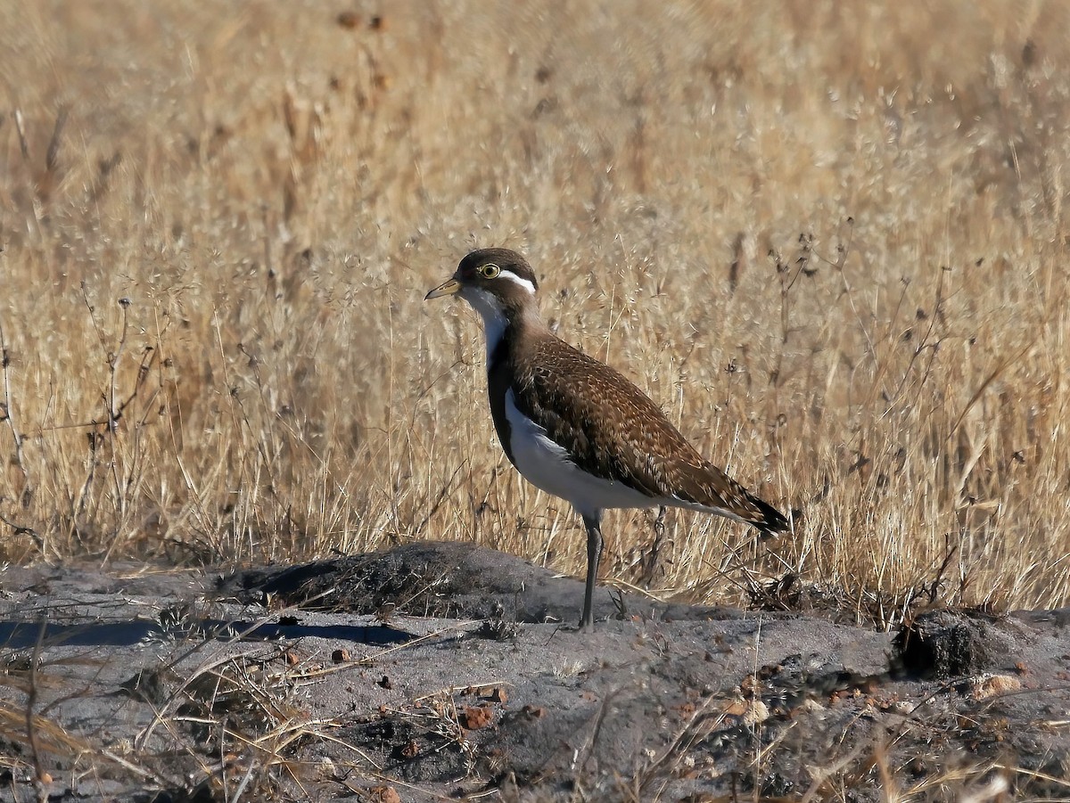 Banded Lapwing - Shelley Altman