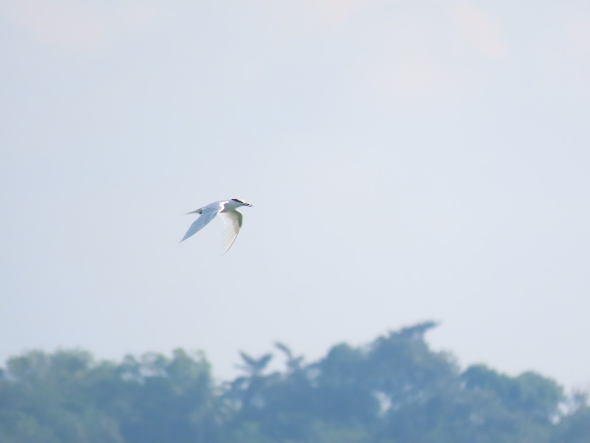 Black-naped Tern - ML512056381