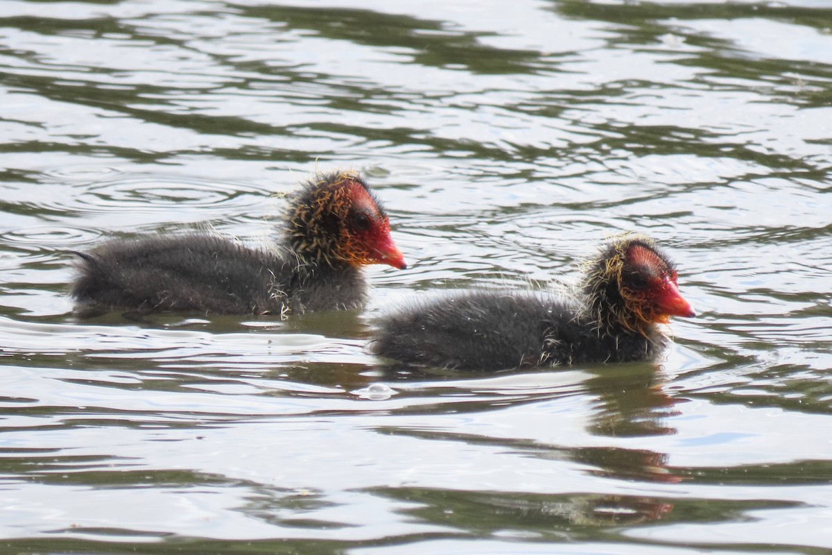 Eurasian Coot - Andrew Bendall