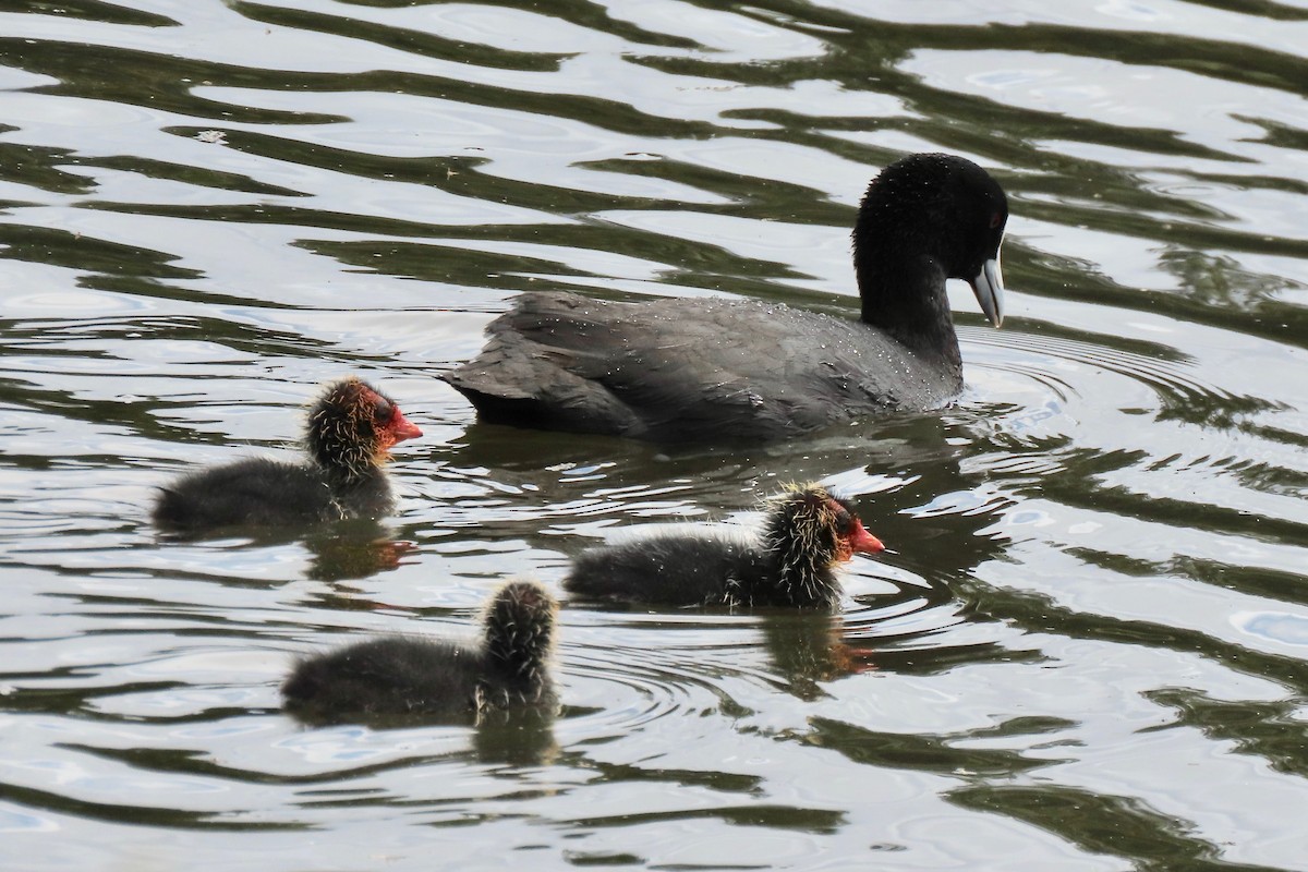 Eurasian Coot - ML512057111