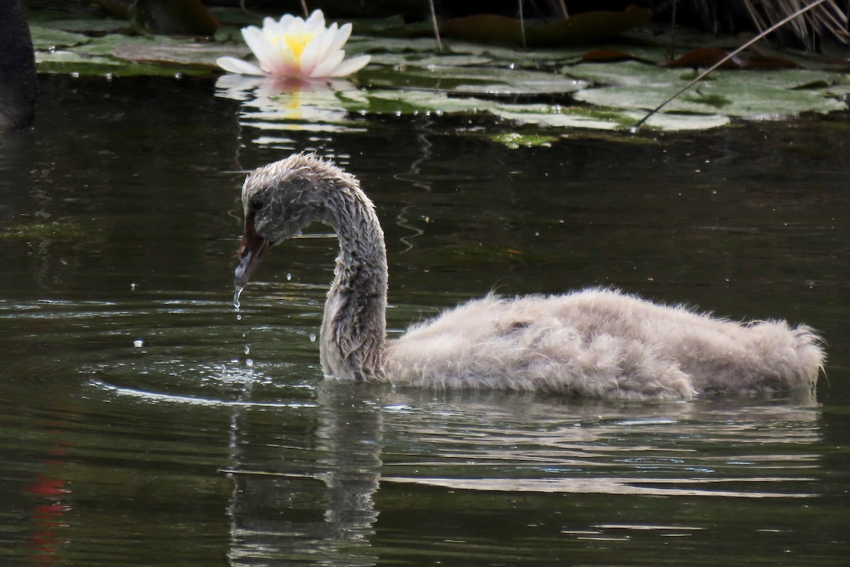 Black Swan - Andrew Bendall