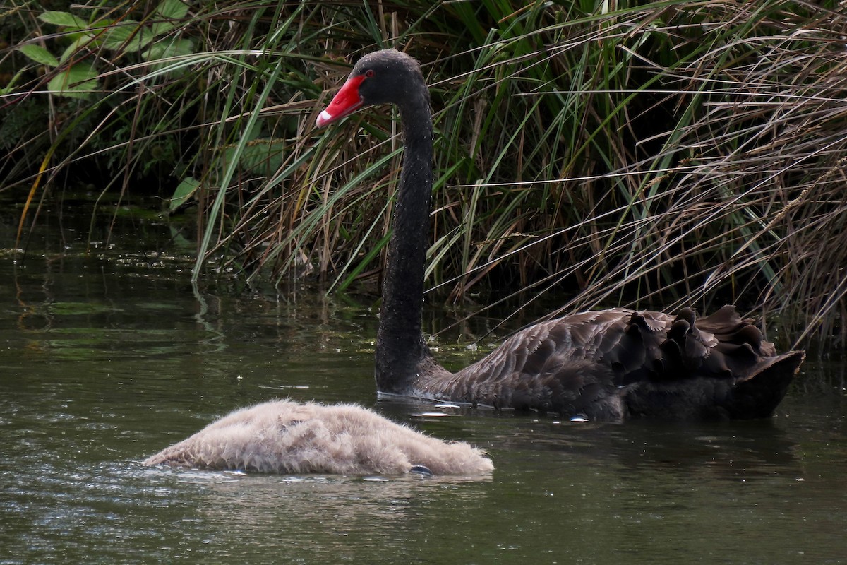 Black Swan - Andrew Bendall