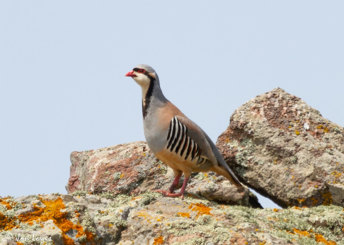 Chukar - ML512057711