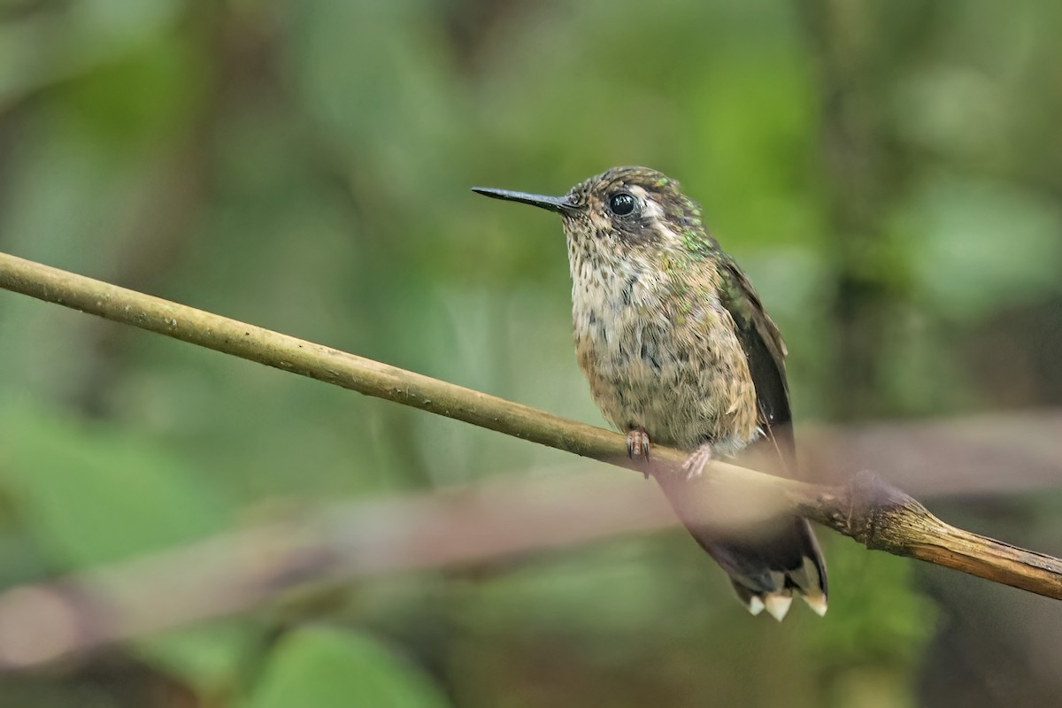Speckled Hummingbird - ML512057891