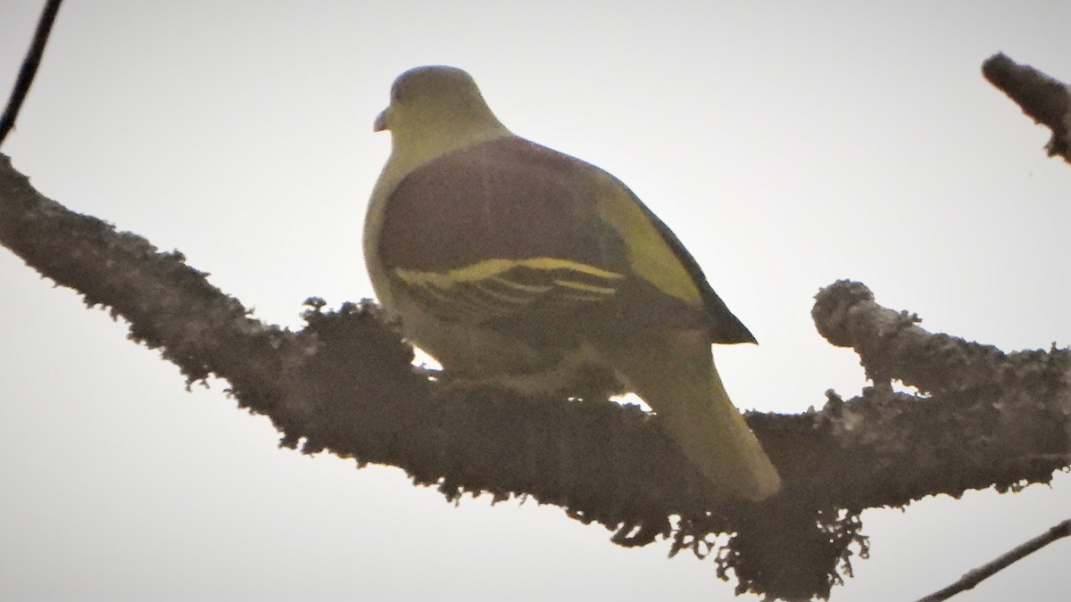Gray-fronted Green-Pigeon - Girish Chhatpar