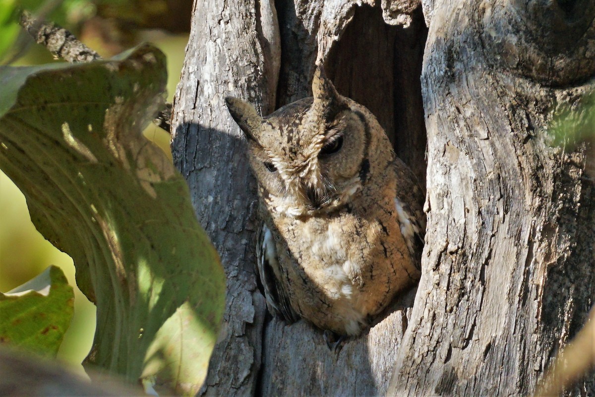 Indian Scops-Owl - ML512059771