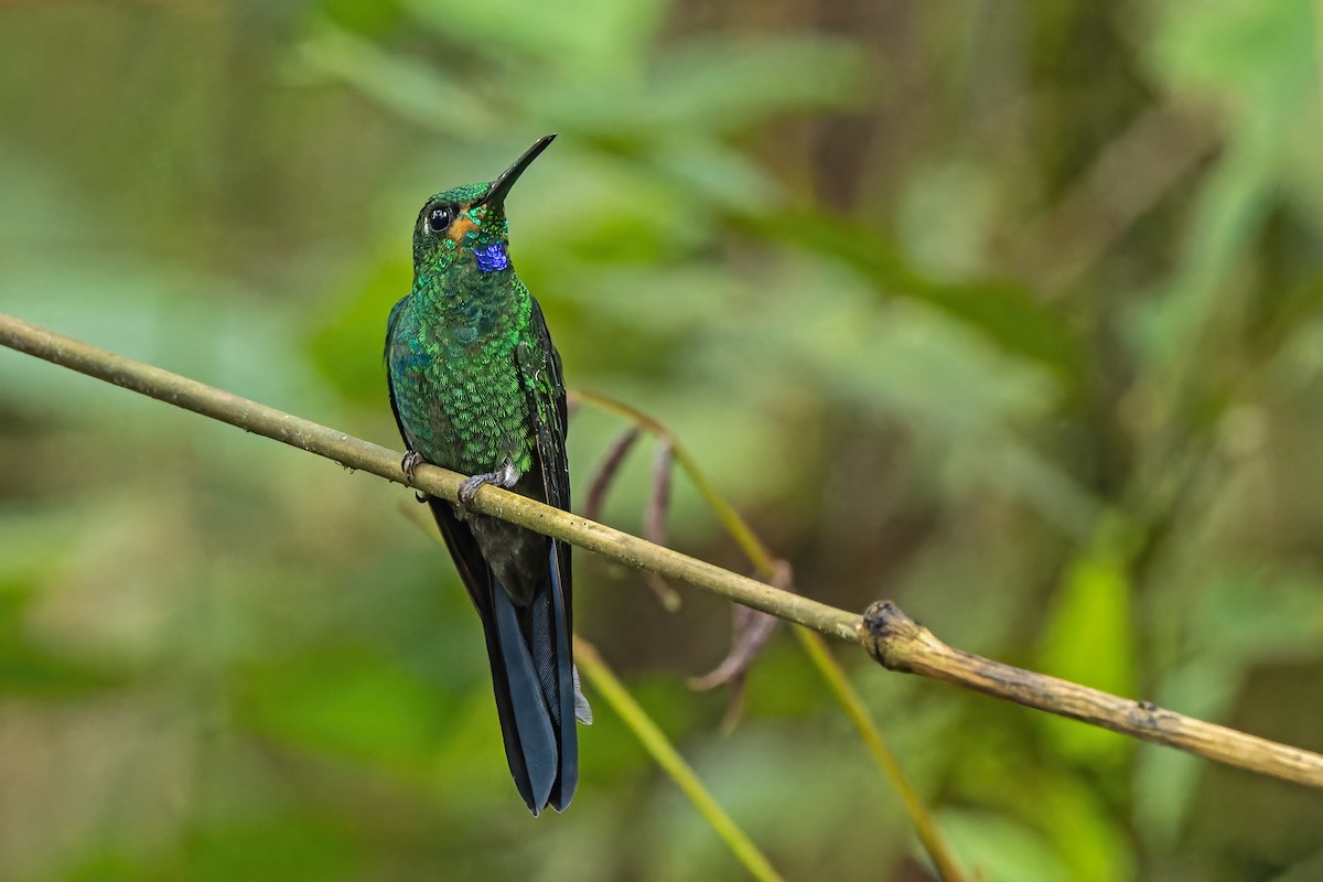 Green-crowned Brilliant - ML512059911