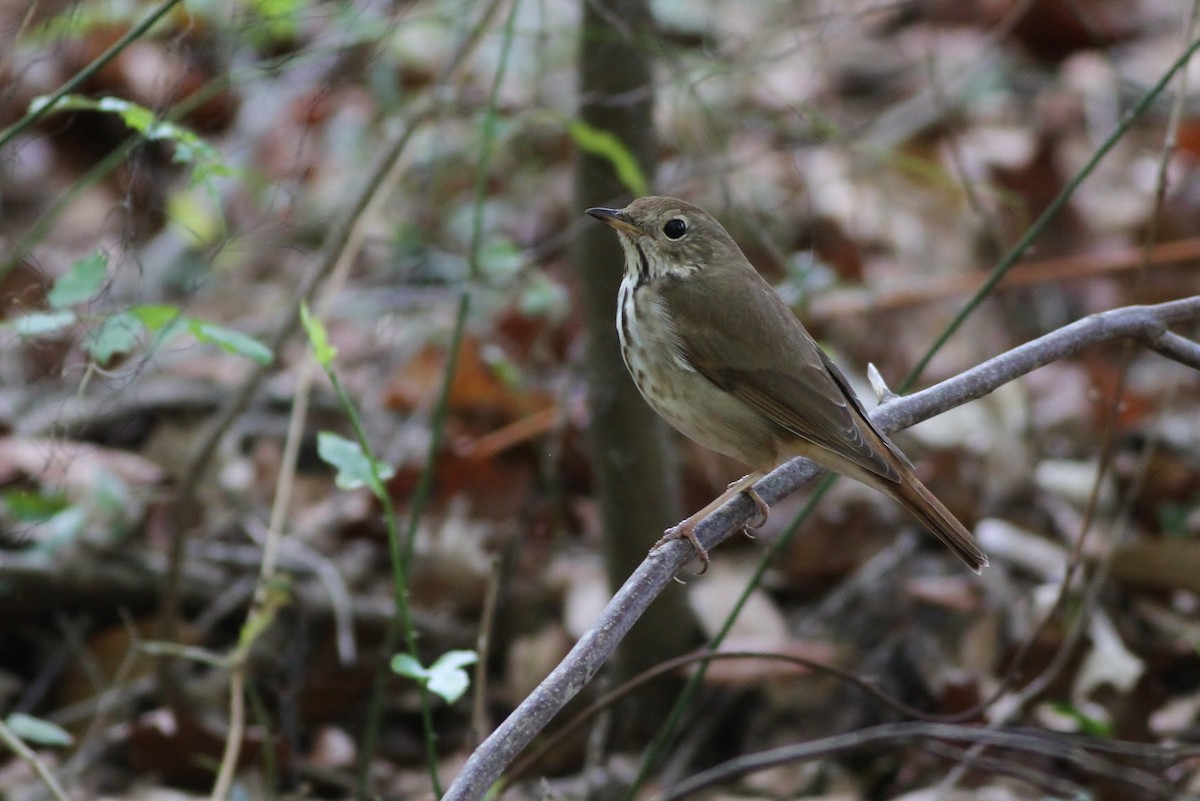 Hermit Thrush (faxoni/crymophilus) - ML51206001