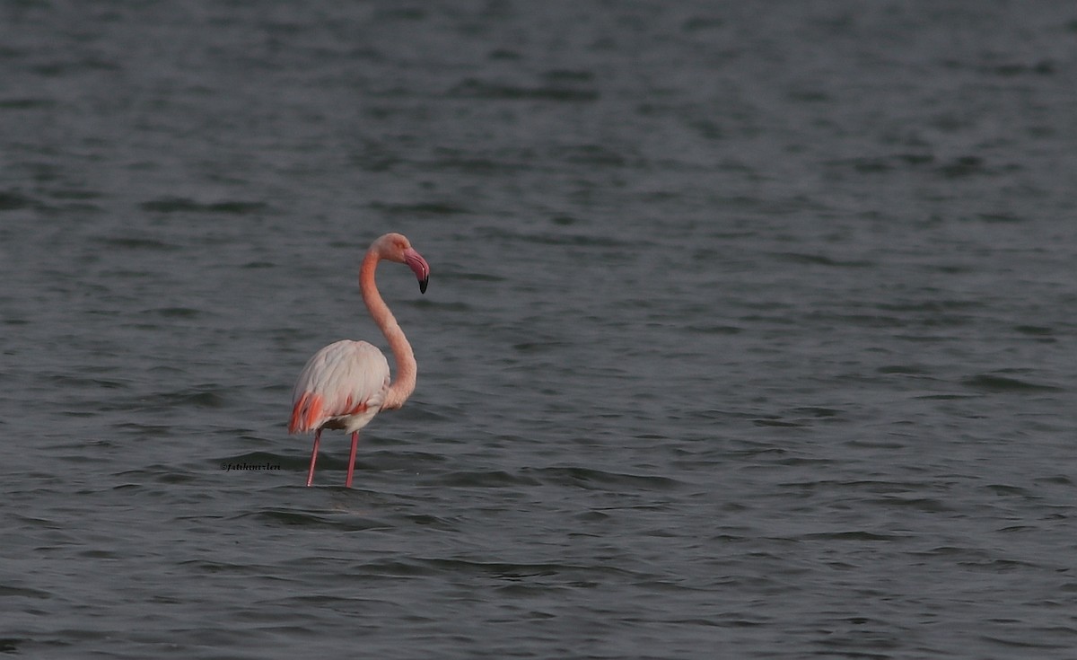 Greater Flamingo - ML512060111