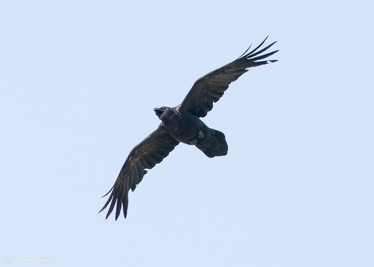Common Raven - ML512060761