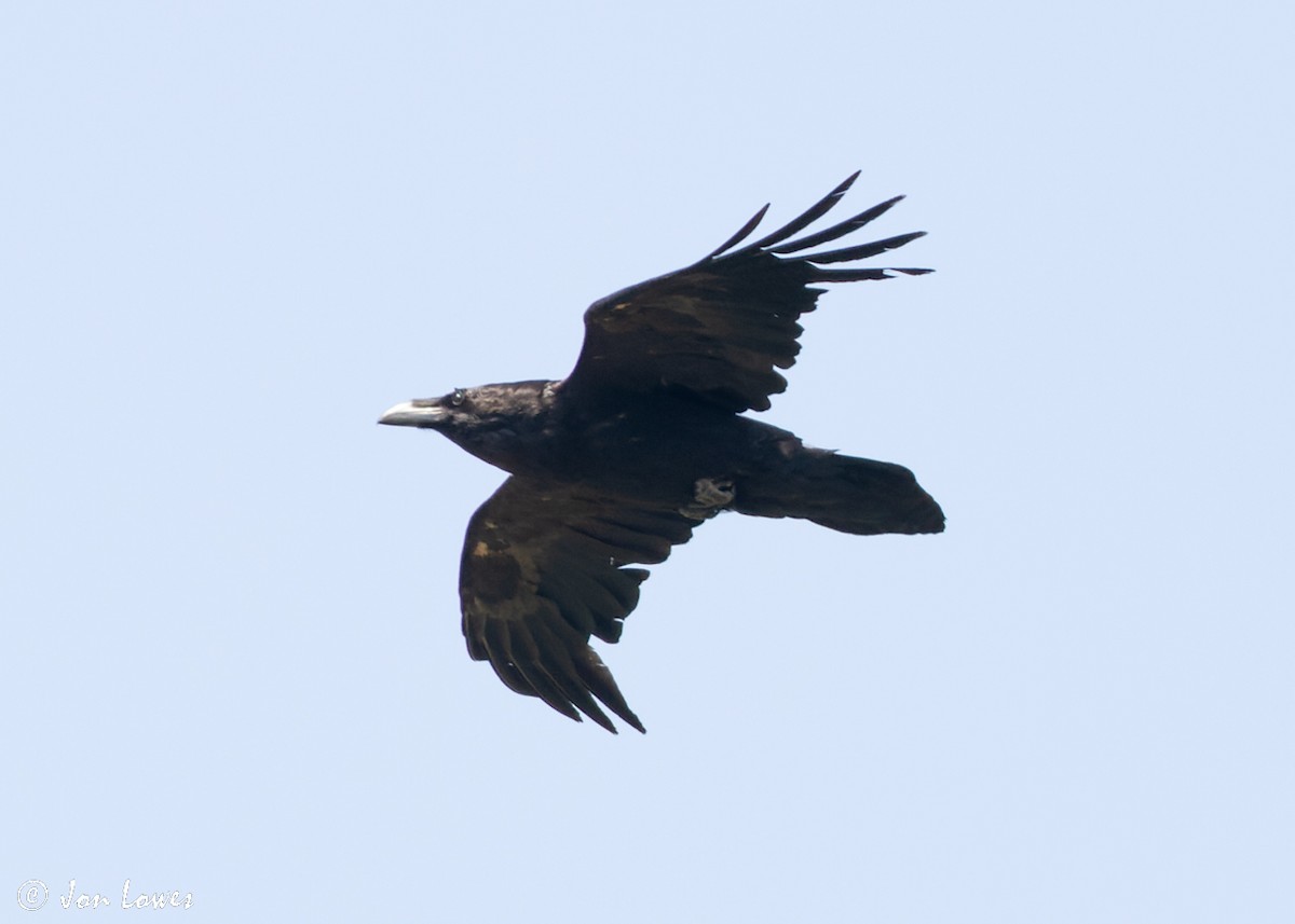 Common Raven - ML512060771