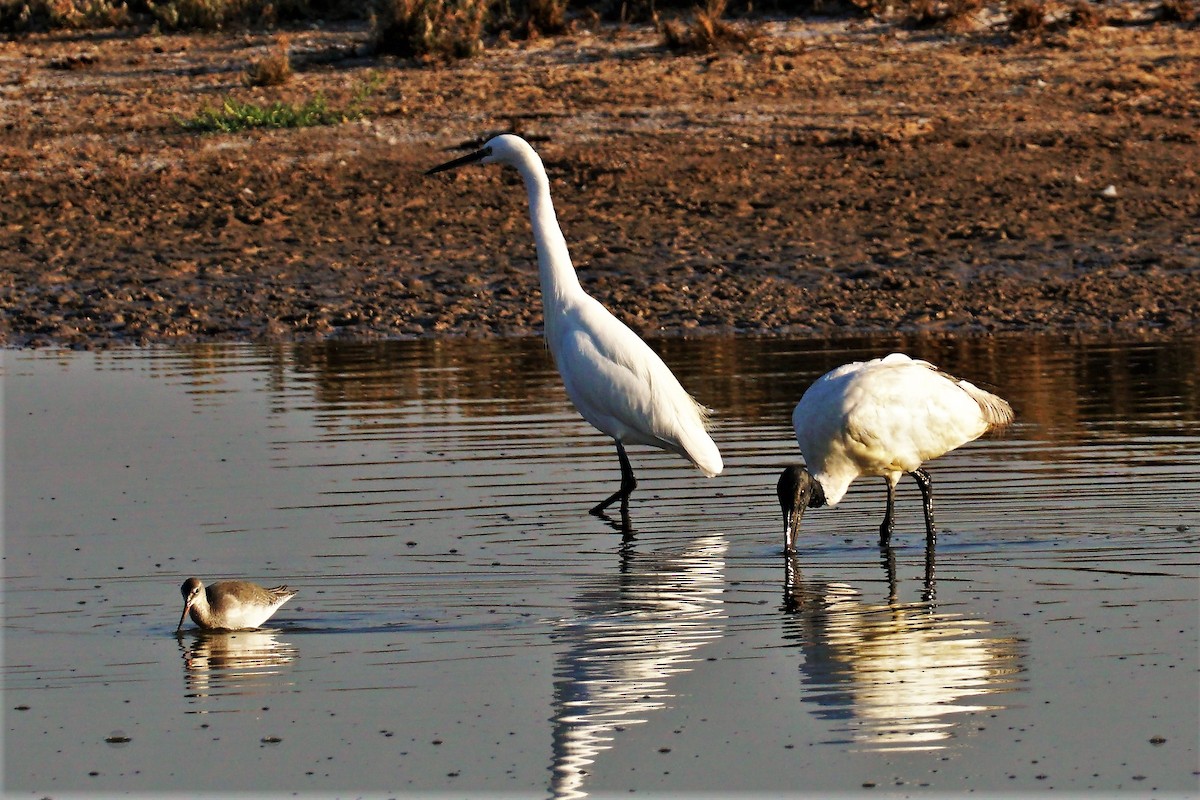 Little Egret - Anonymous