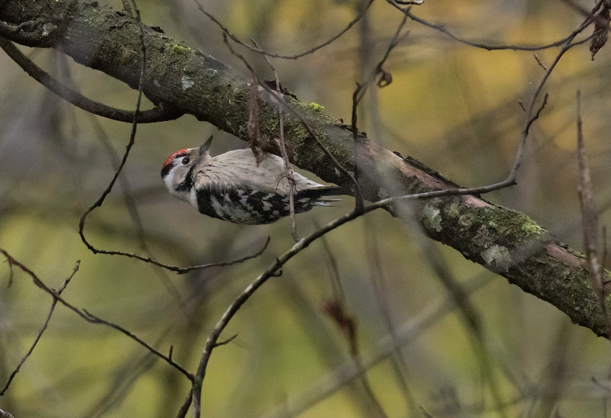 Lesser Spotted Woodpecker - ML512061711
