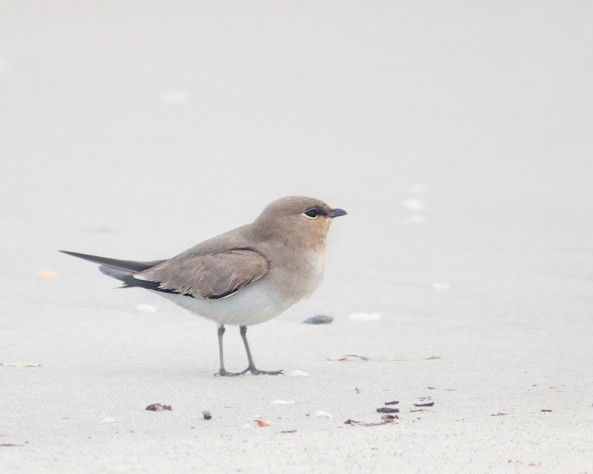 Small Pratincole - ML512061861