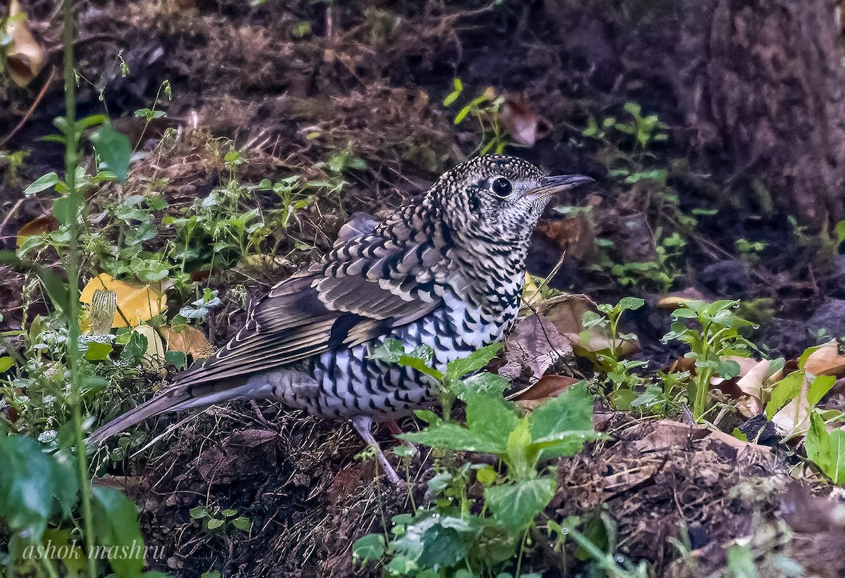 Scaly Thrush - Ashok Mashru