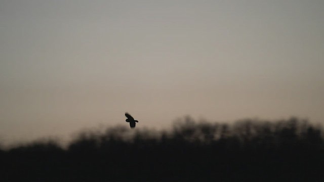 Short-eared Owl - ML512063271