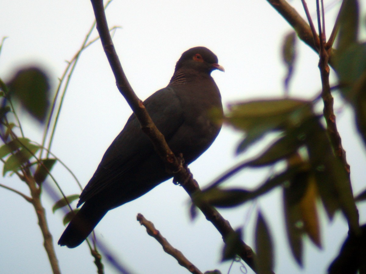 Scaly-naped Pigeon - ML51206341