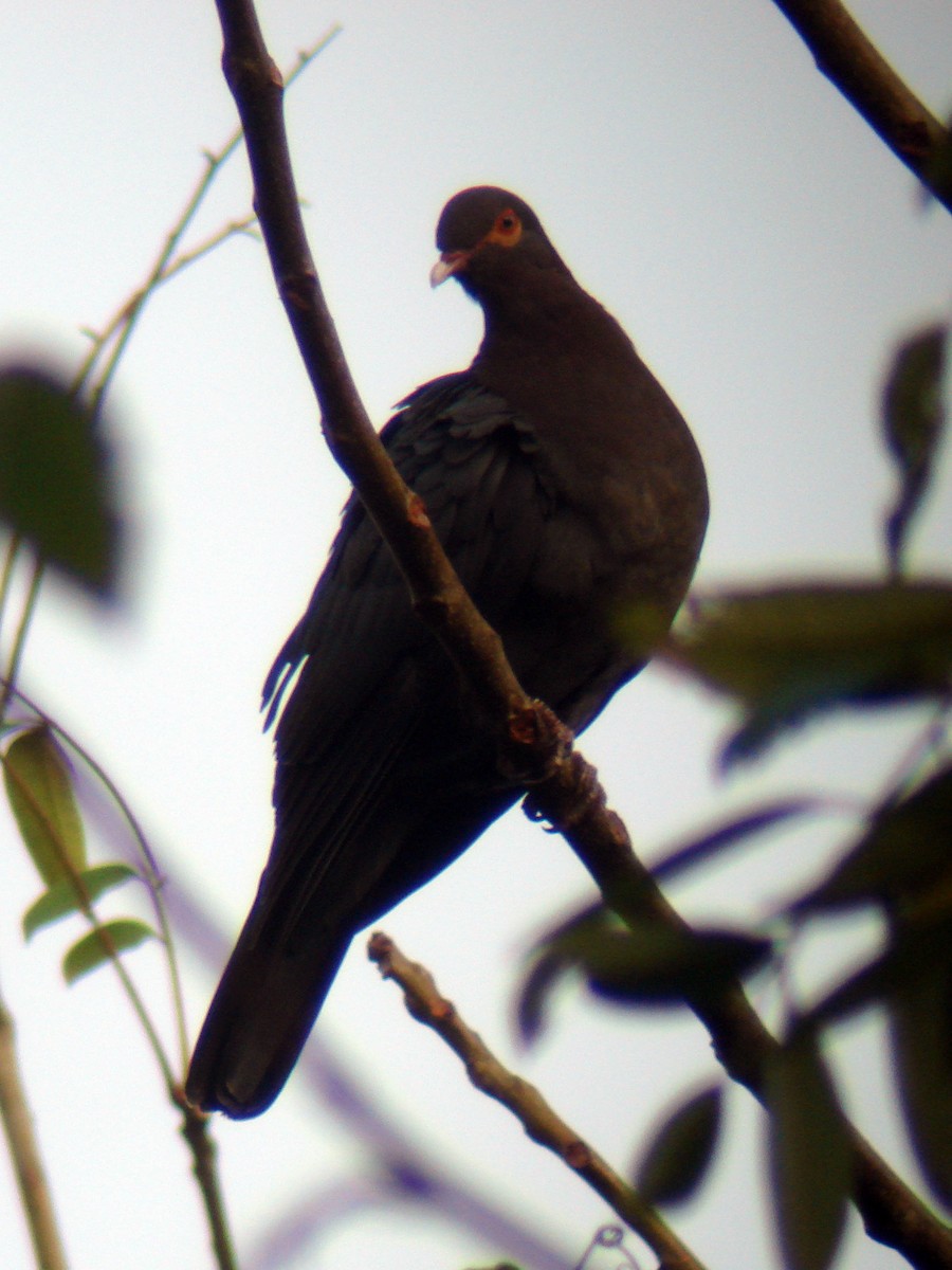 Scaly-naped Pigeon - ML51206361