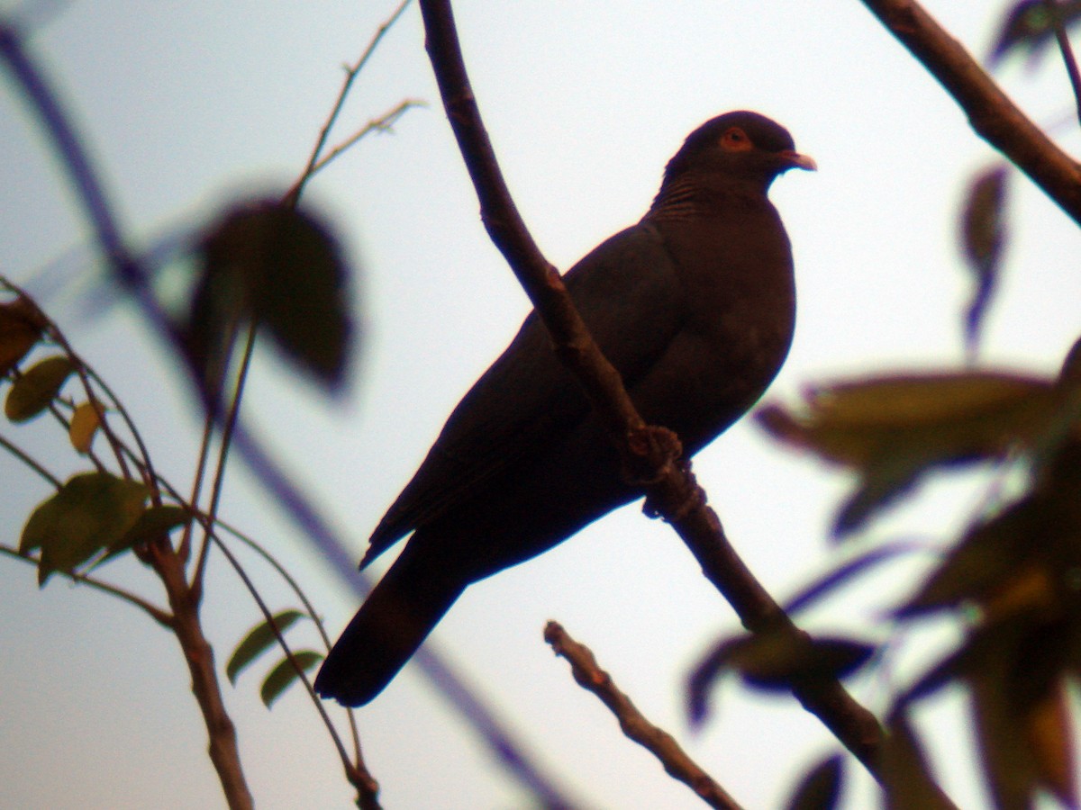 Scaly-naped Pigeon - ML51206371