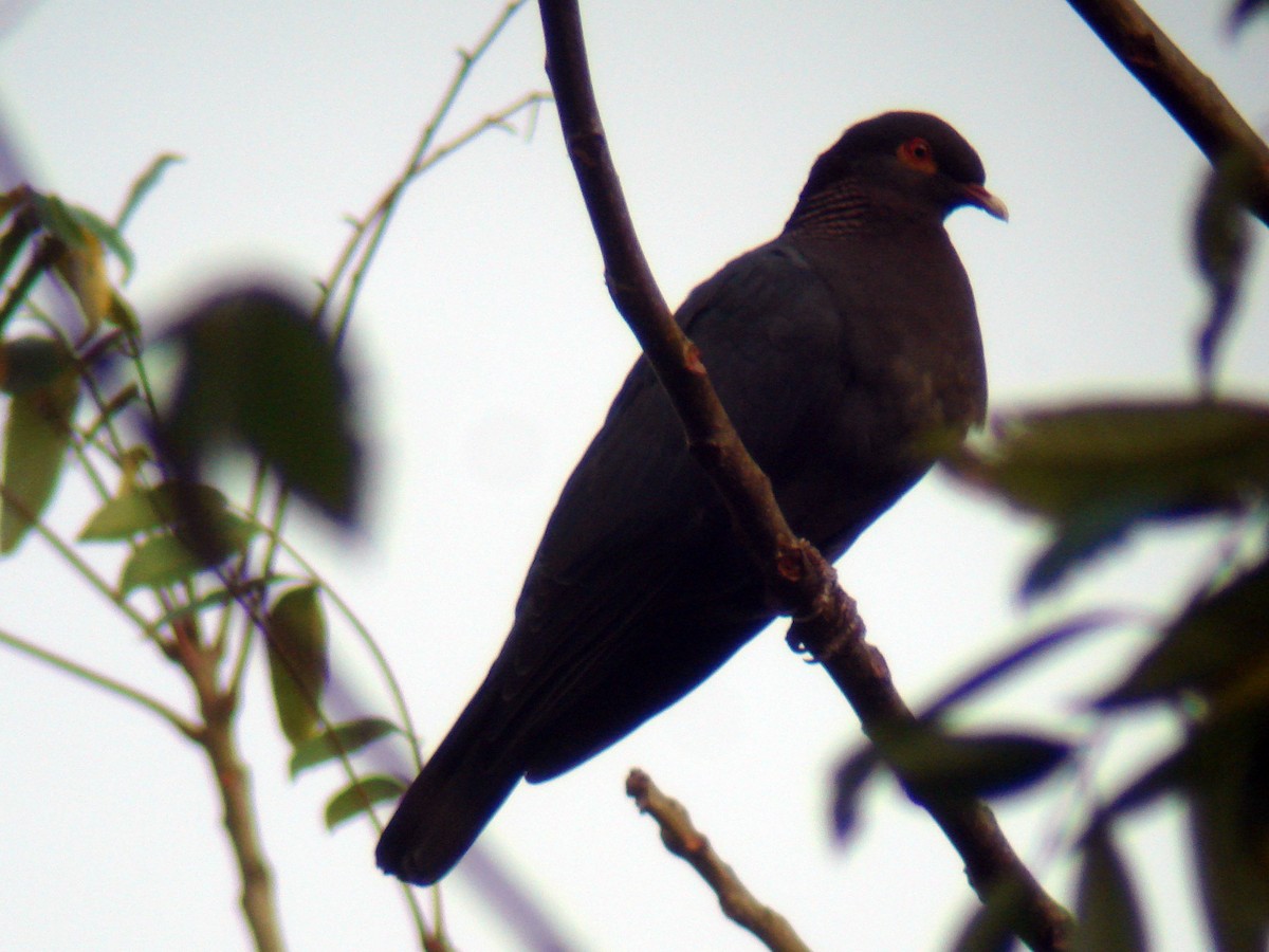 Pigeon à cou rouge - ML51206381