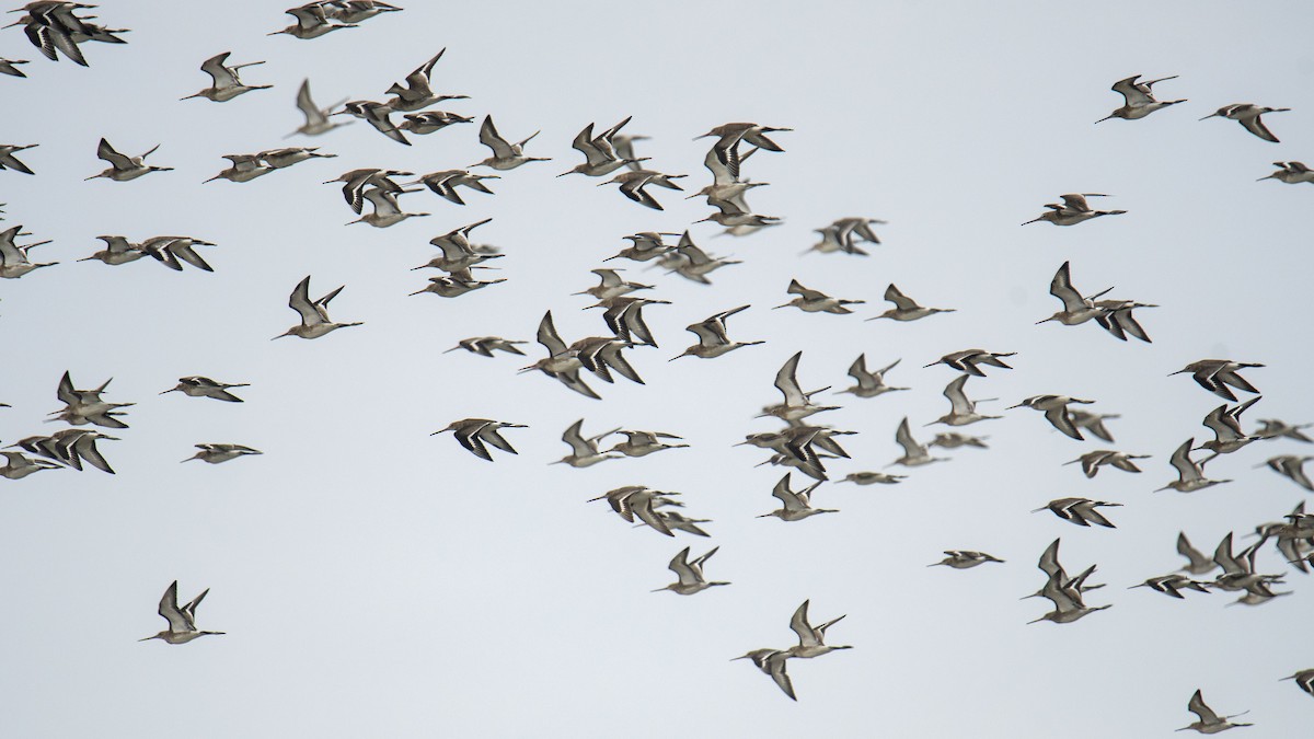 Black-tailed Godwit - ML512066301