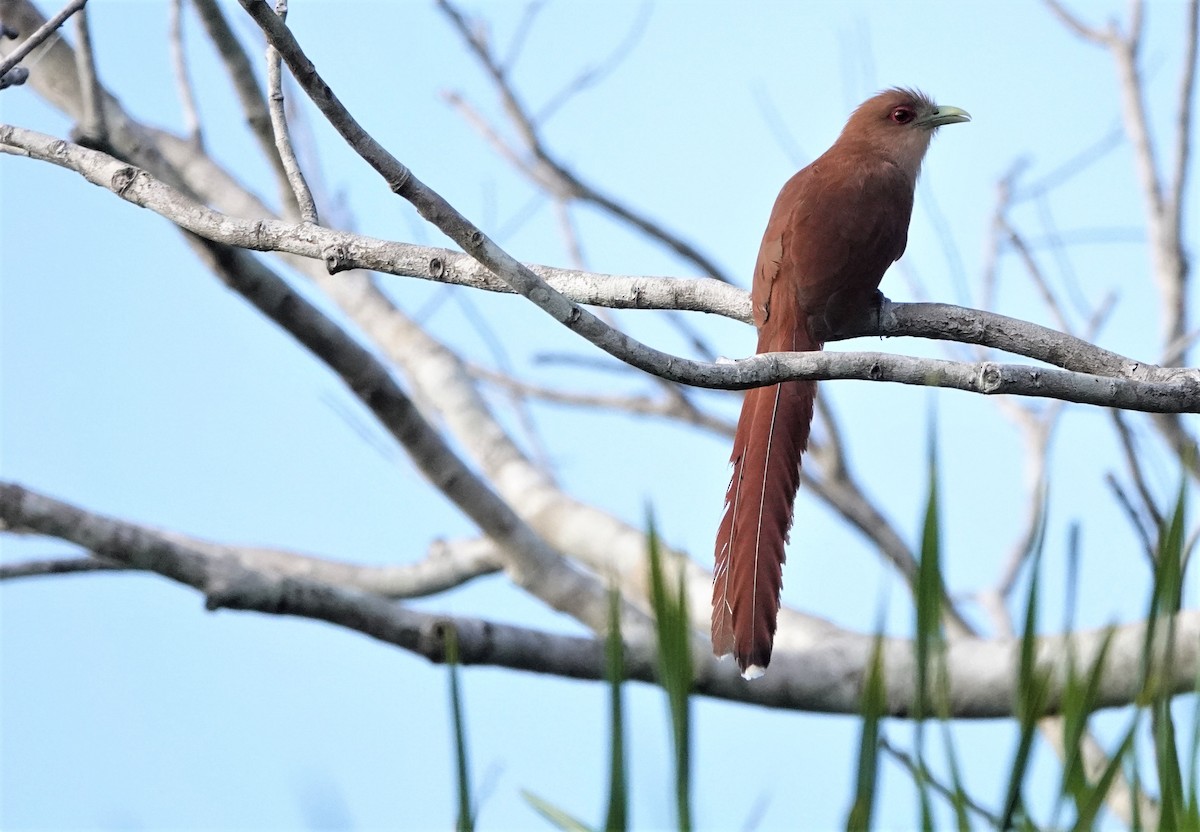 Squirrel Cuckoo - ML512068301