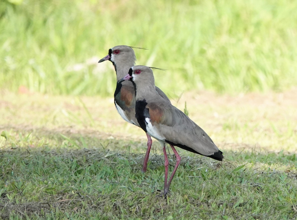 Southern Lapwing - ML512068401