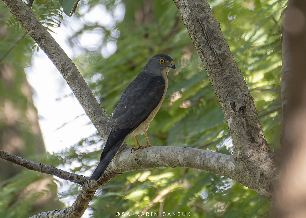 Chinese Sparrowhawk - ML512068901