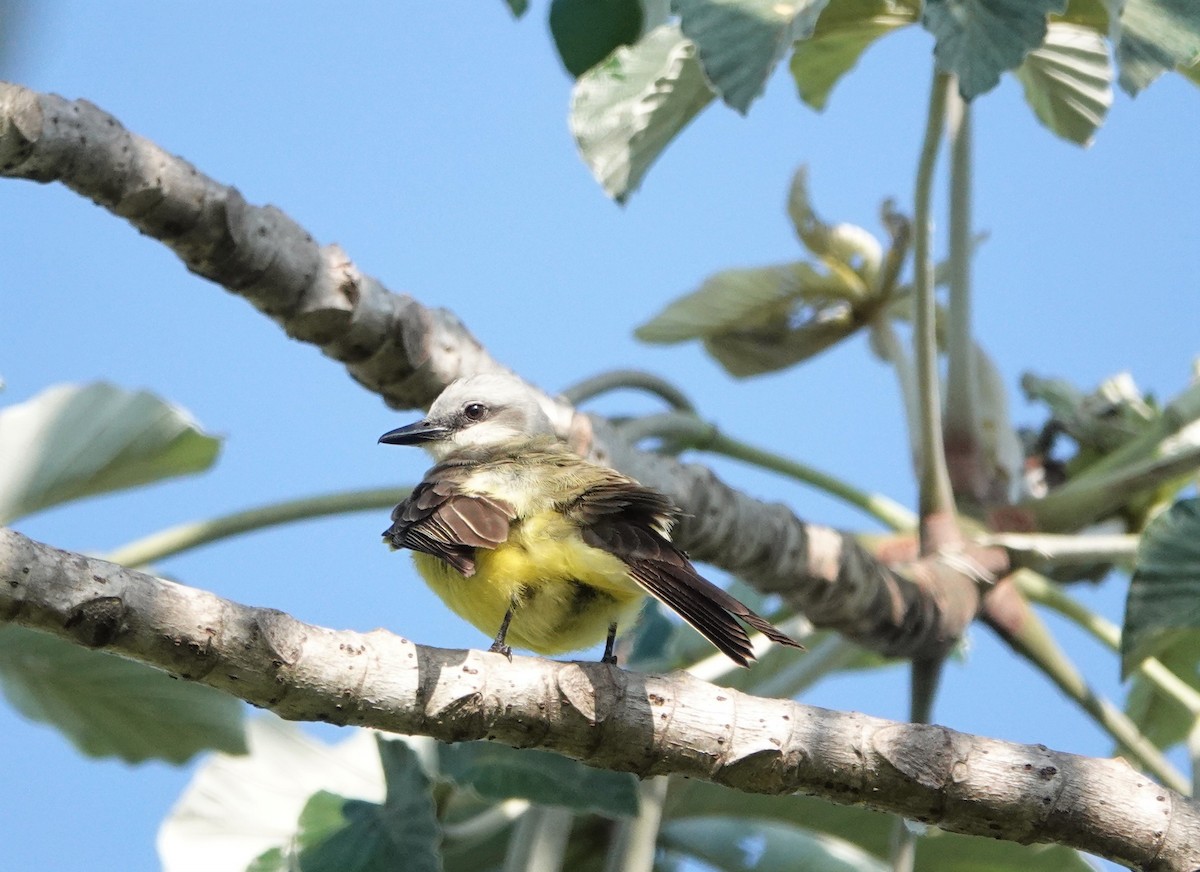 White-throated Kingbird - ML512068951