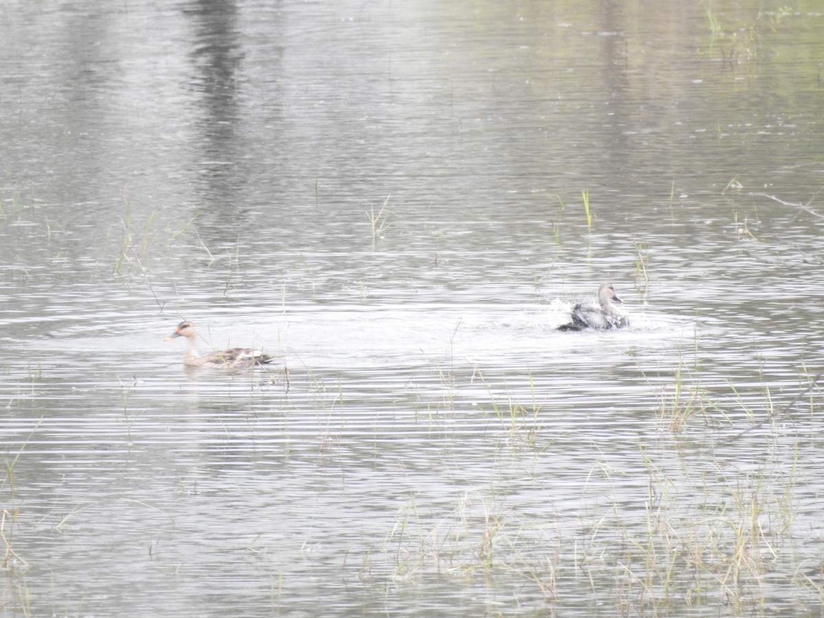 Indian Spot-billed Duck - ML512069301