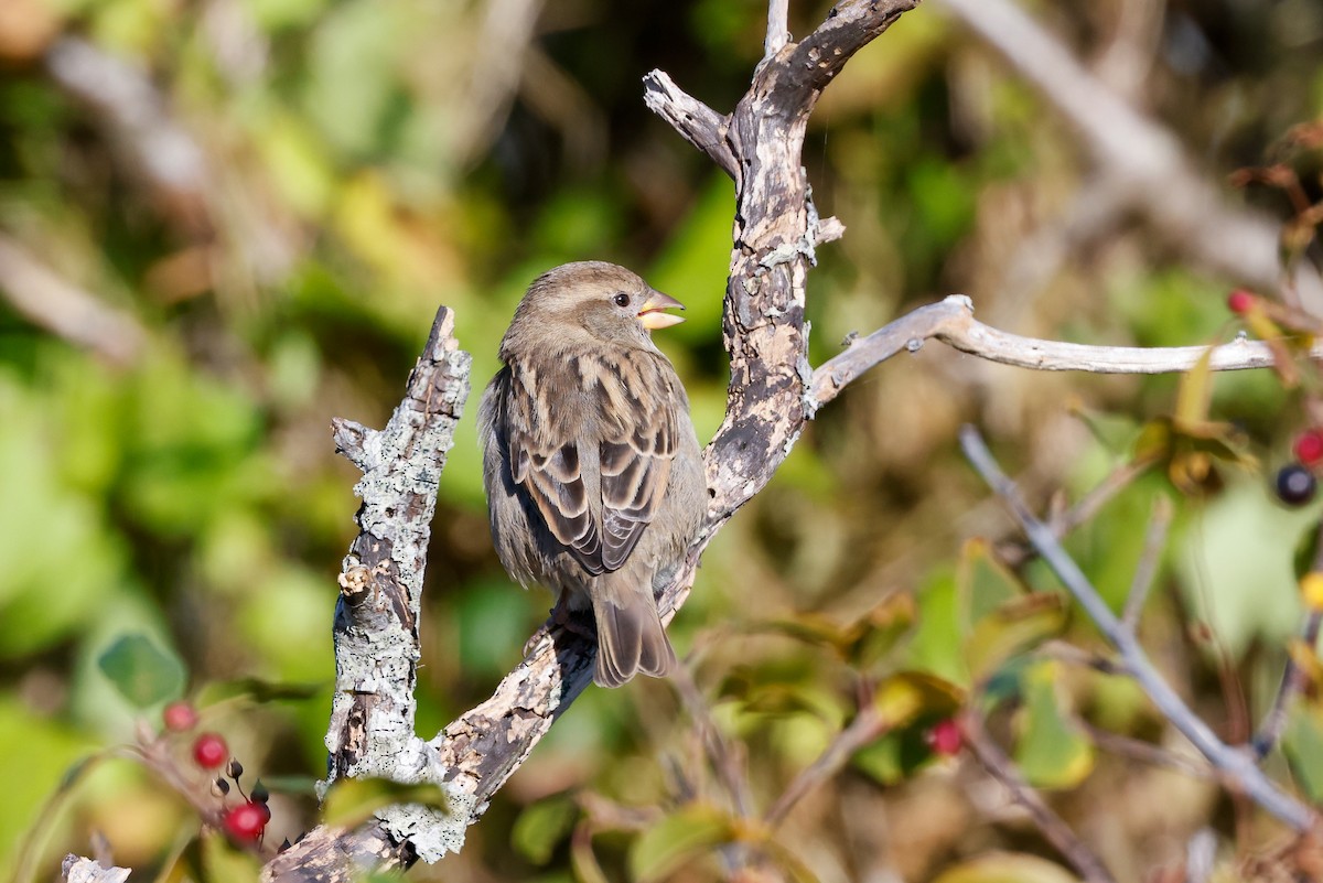 House Sparrow - ML512070601
