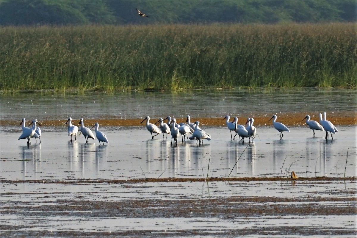 Eurasian Spoonbill - ML512070841