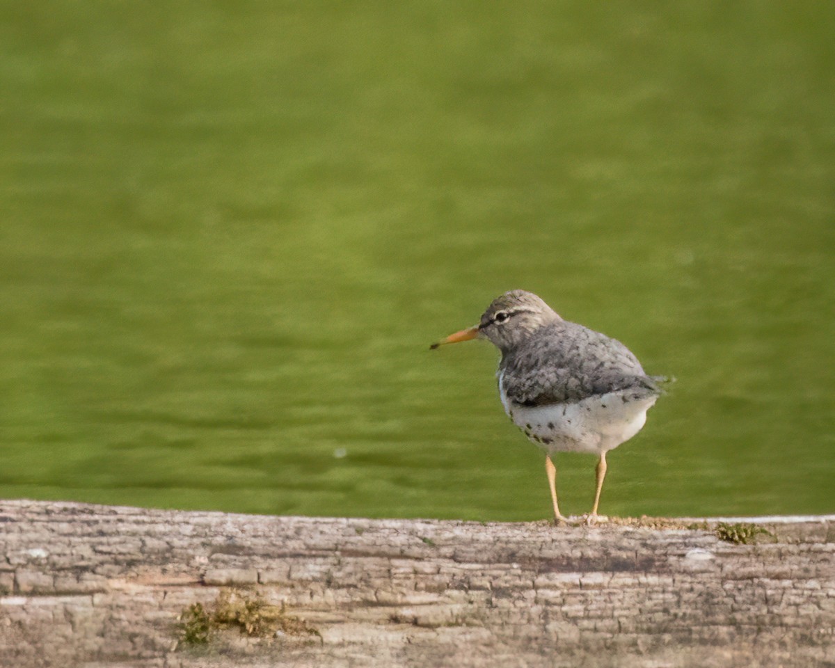 Spotted Sandpiper - ML512071281