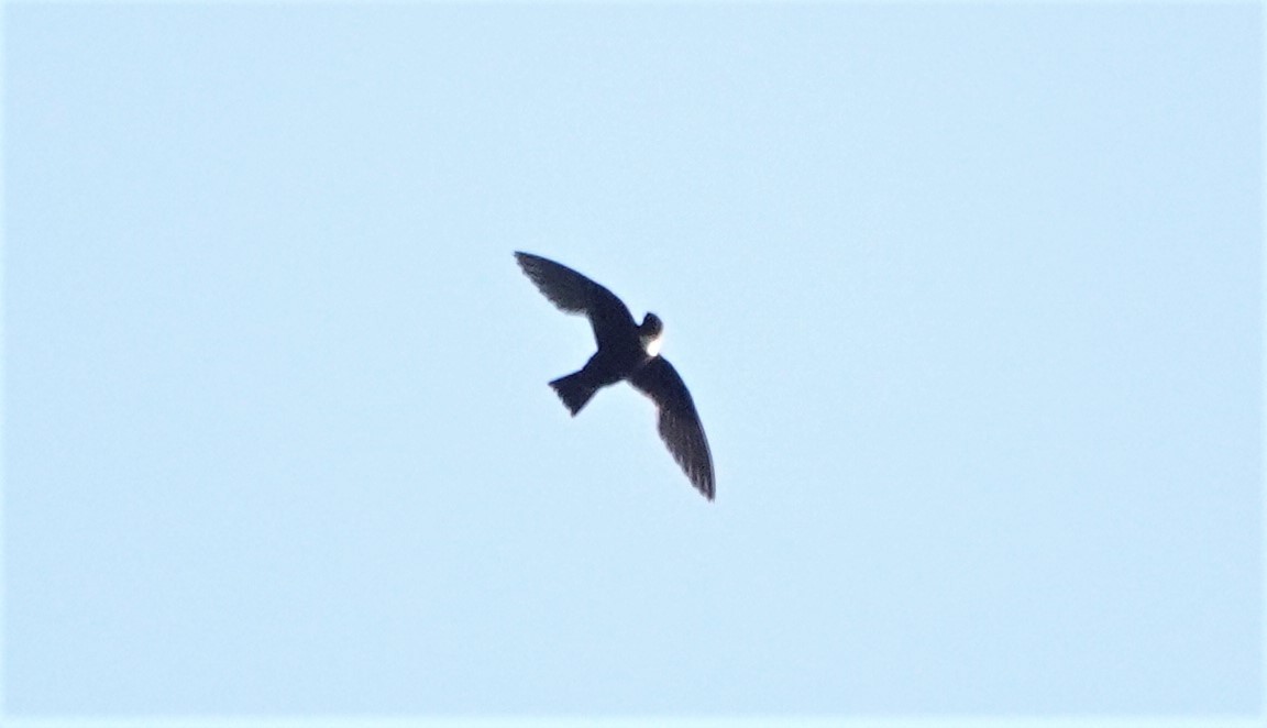 White-collared Swift - ML512071541