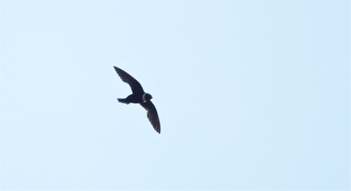 White-collared Swift - ML512071641