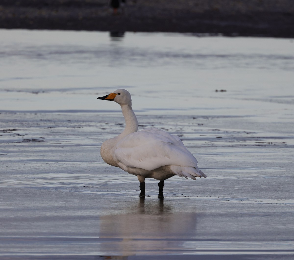 Whooper Swan - ML512073991