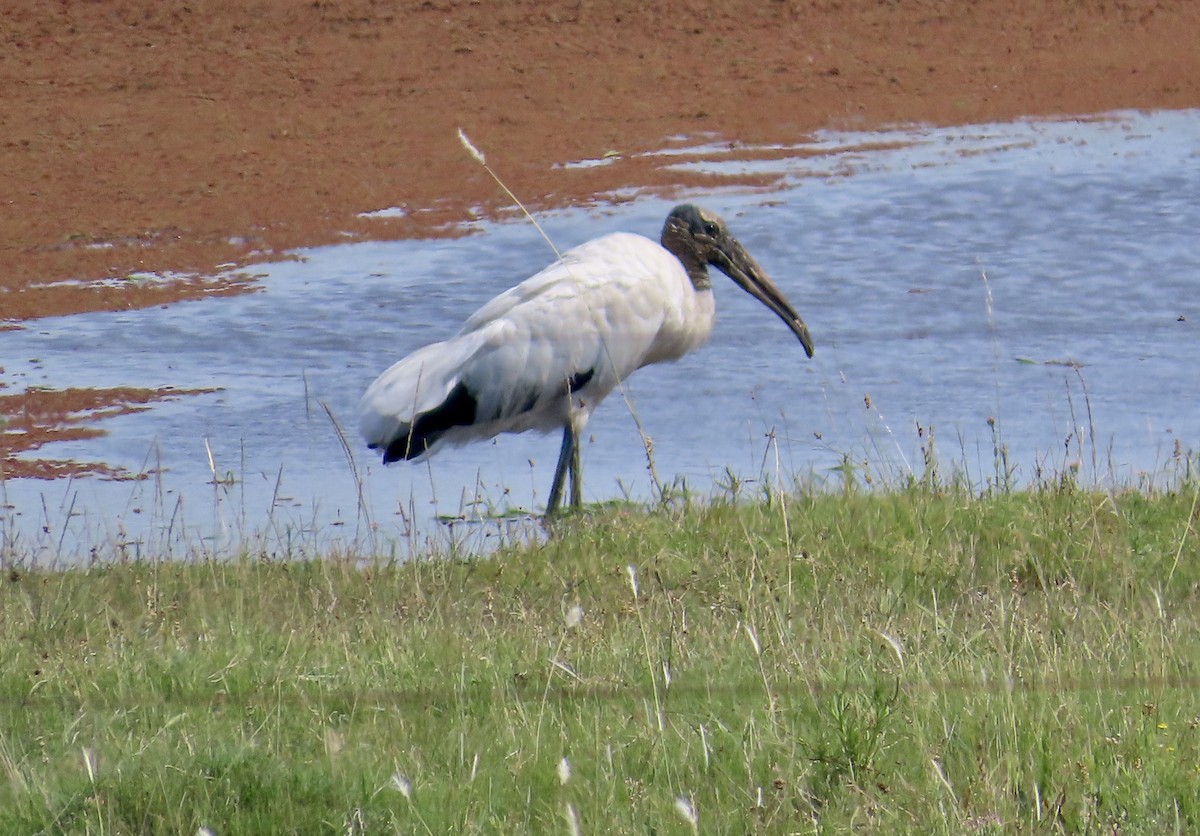 Wood Stork - ML512074421