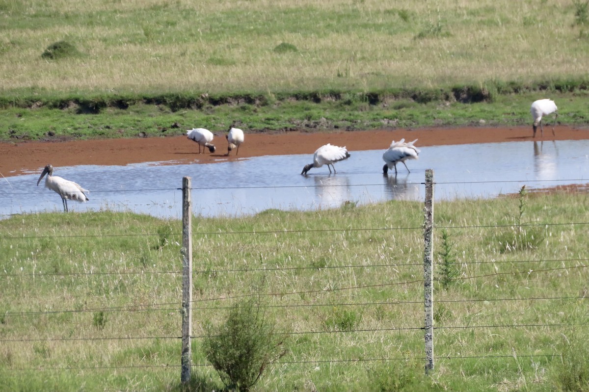 Wood Stork - ML512074531