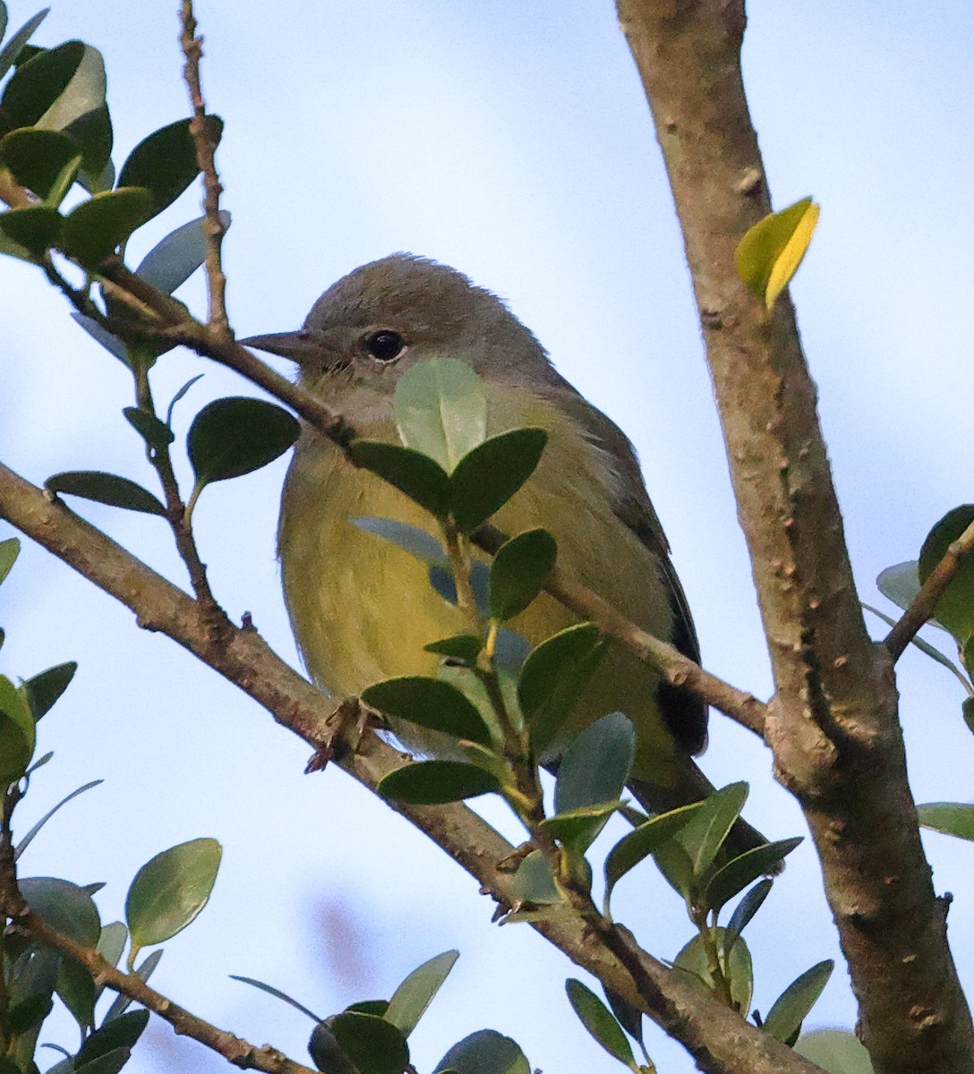 Orange-crowned Warbler - ML512075931
