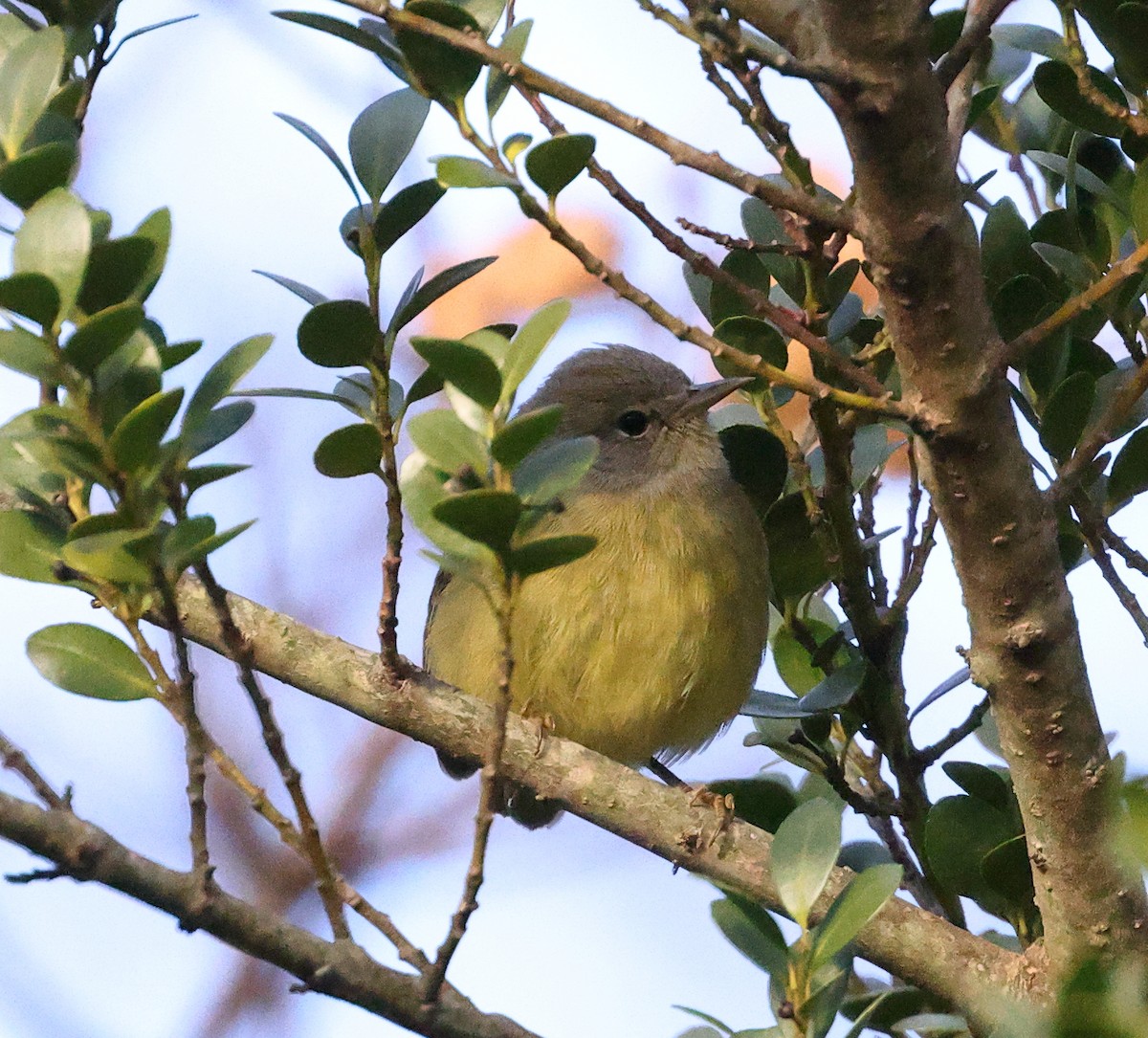Orange-crowned Warbler - ML512075941