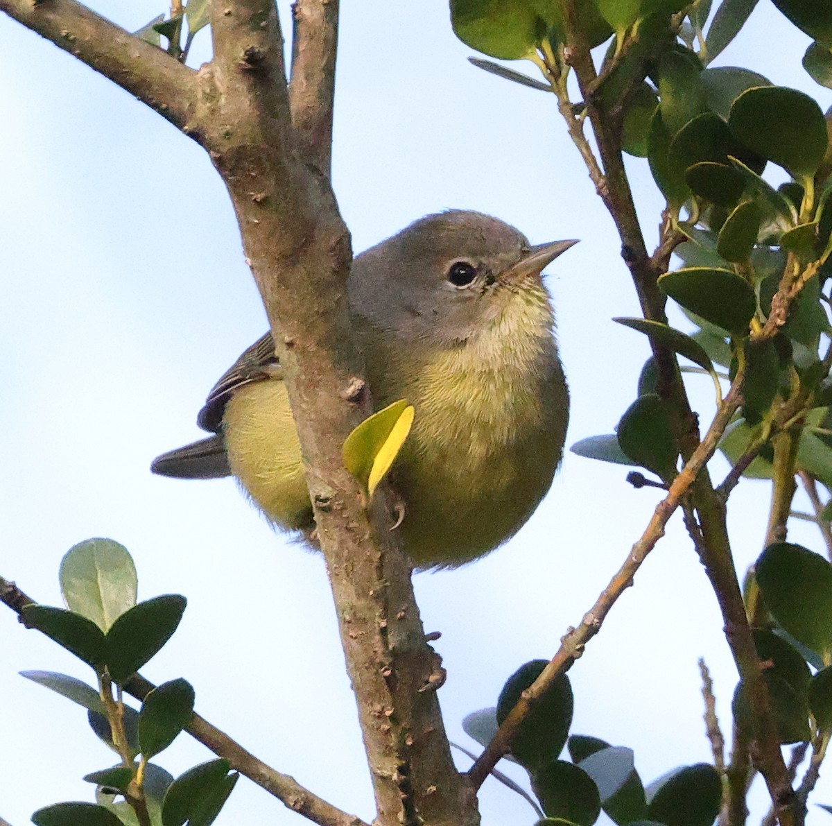 Orange-crowned Warbler - ML512075951