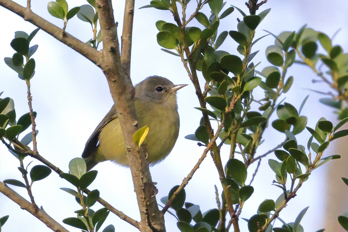 Orange-crowned Warbler - ML512075961