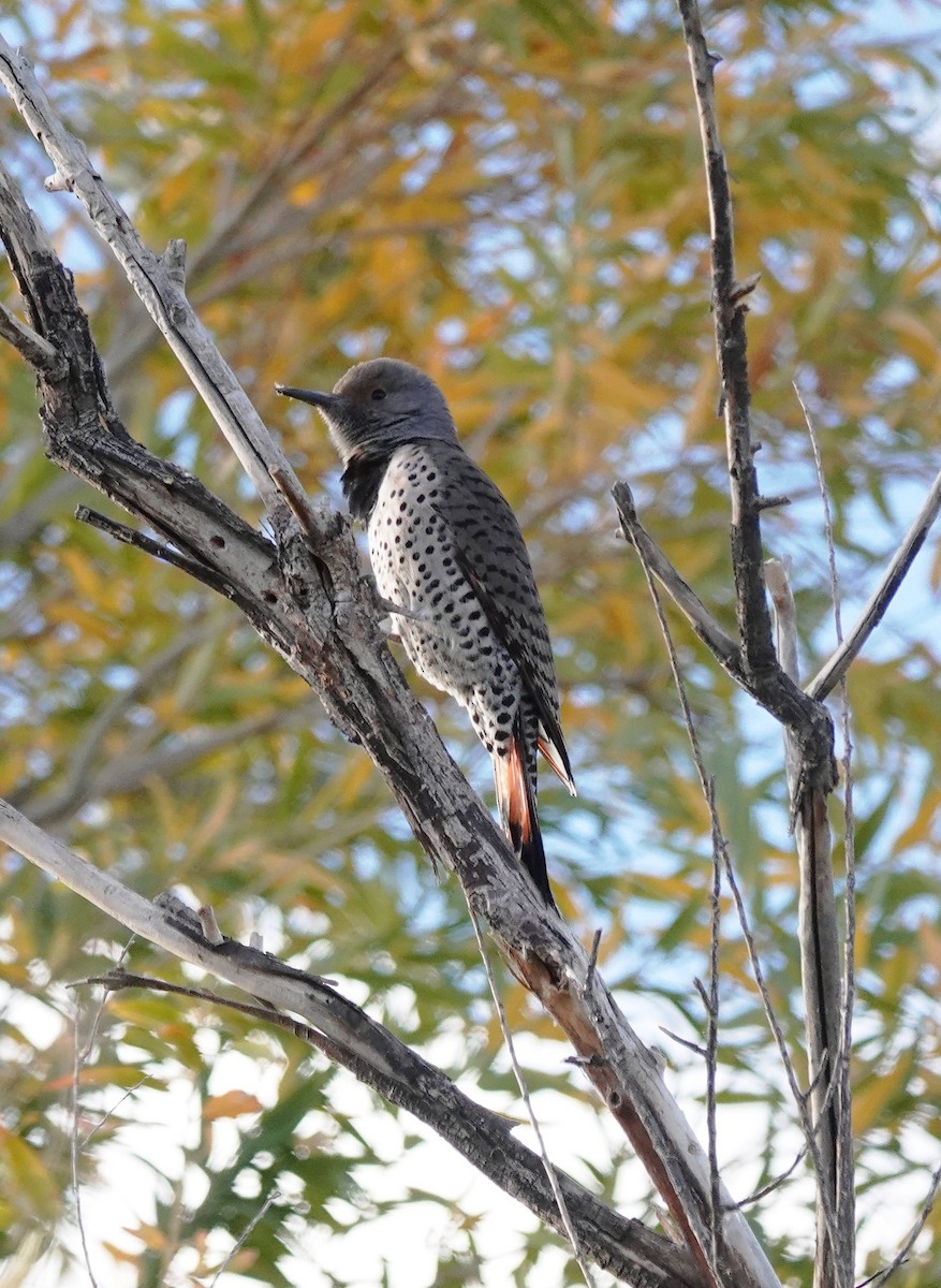 Northern Flicker - ML512077091