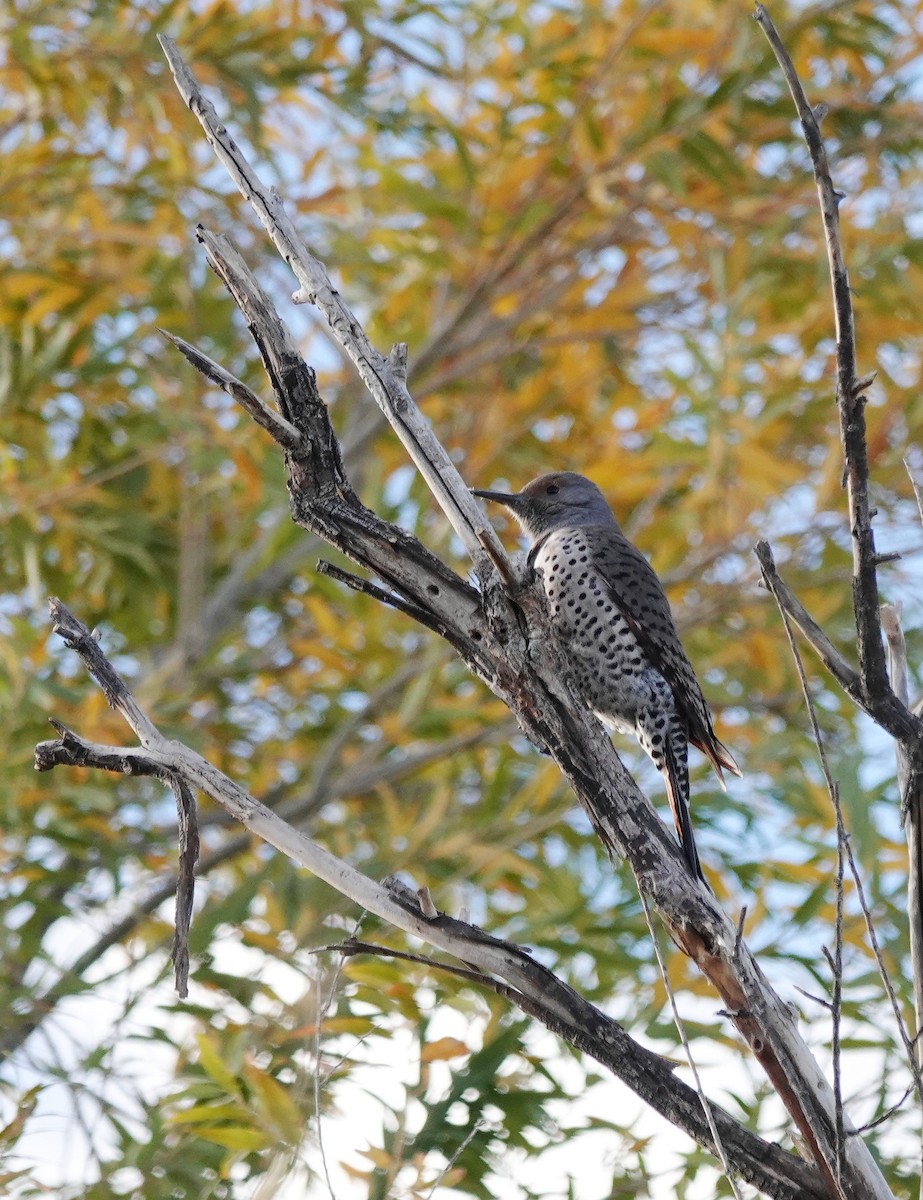 Northern Flicker - ML512077141