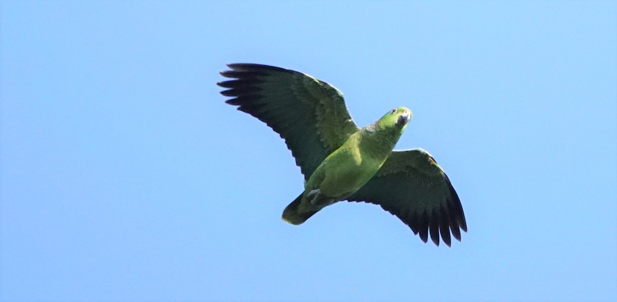 Scaly-naped Parrot - ML512077541