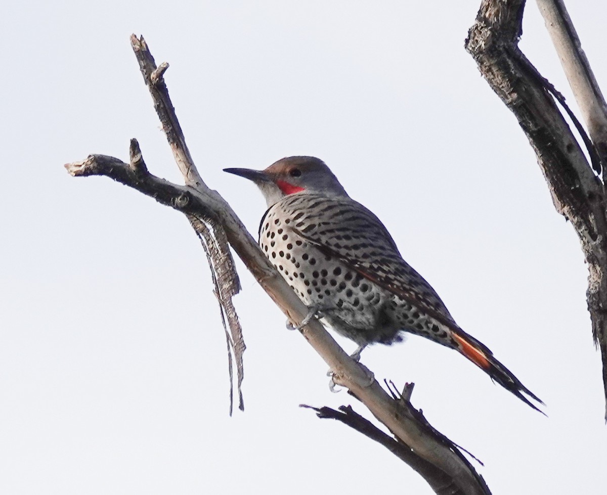 Northern Flicker - ML512078041