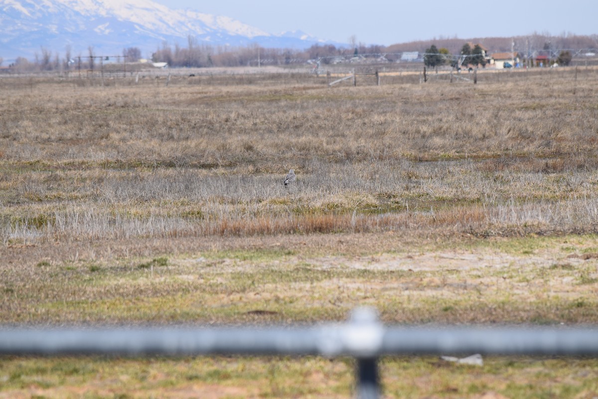 Northern Harrier - ML51207851