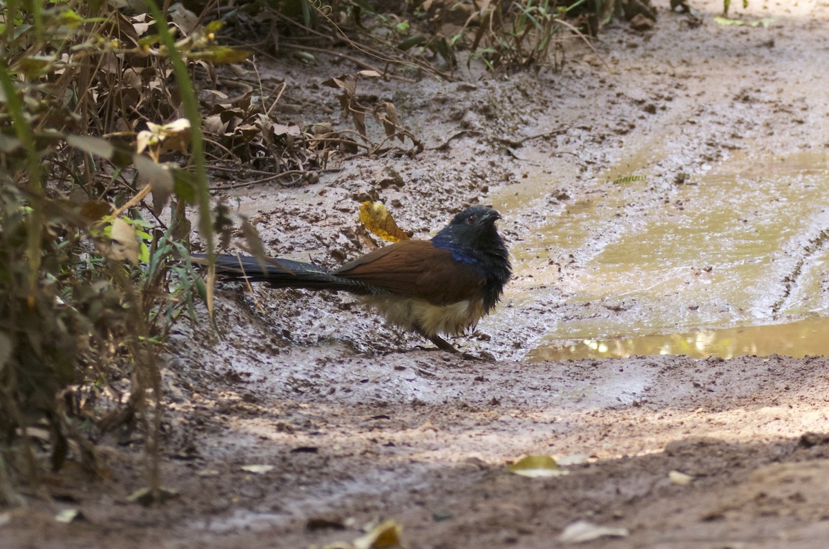 Black-throated Coucal - ML512080271