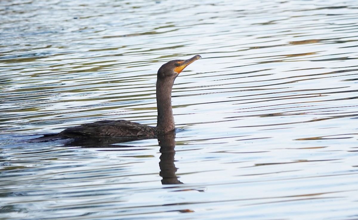 Double-crested Cormorant - ML512080371